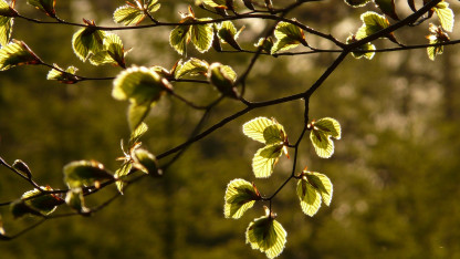 Forældre til et barn med særlige behov