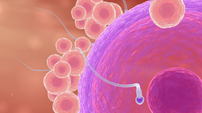 Biologer: Menneskelivet starter ved befrugtningen