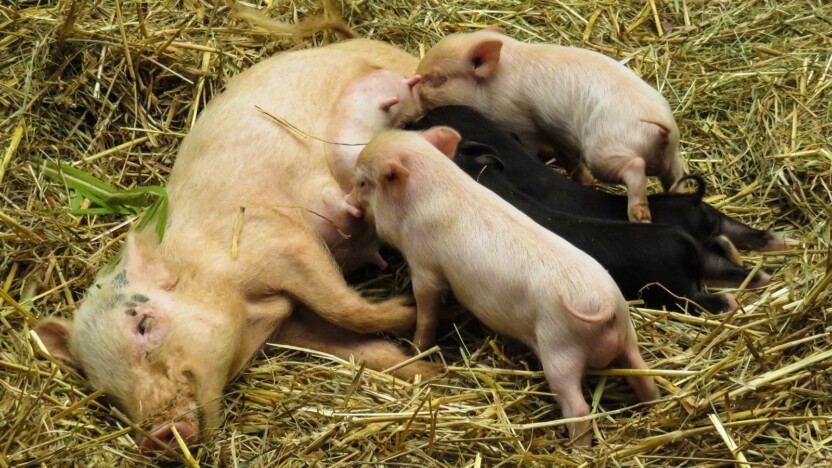 Refleksioner efter et valg