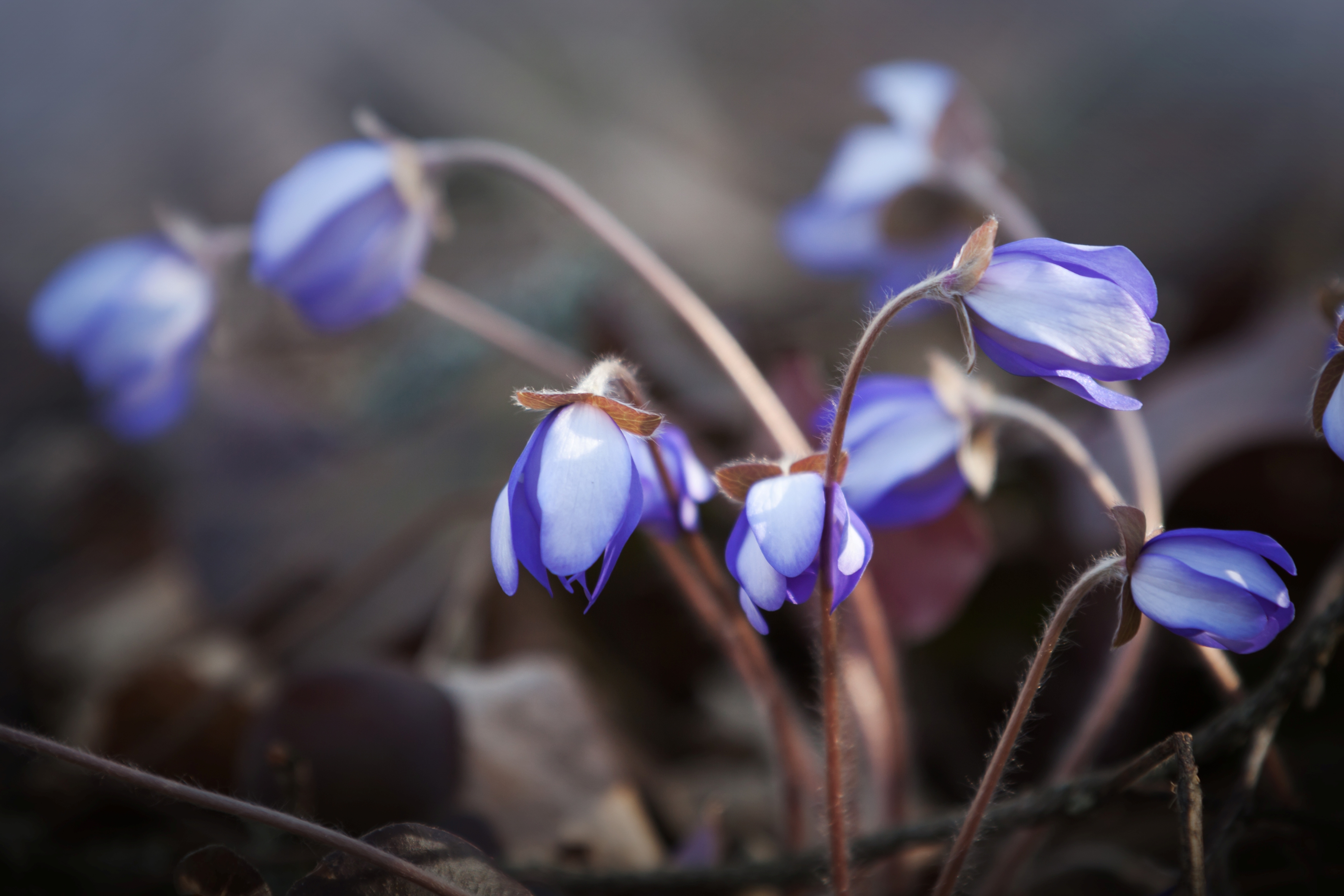 Blue Hepatica flowers in the spring forest. Macro photo