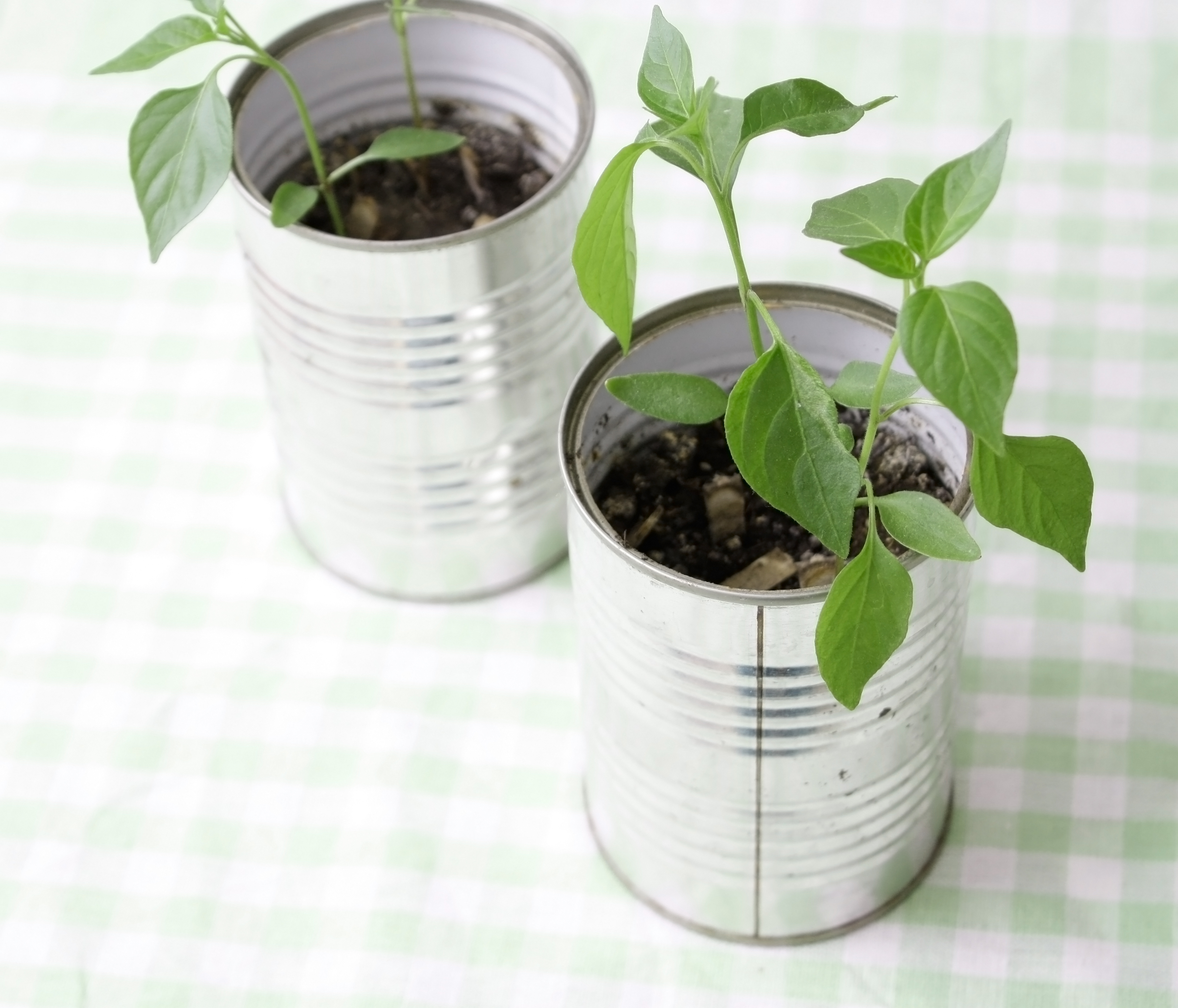 A small plant in a tin can